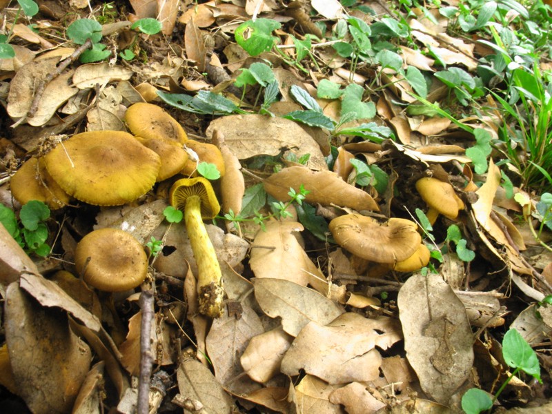 Cortinarius (Dermocybe) olivaceofuscus